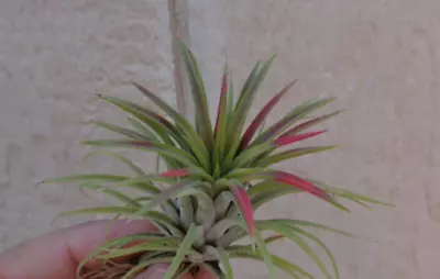 Tillandsia Ionantha Mardi Gras Rare Air Plants • $9.95