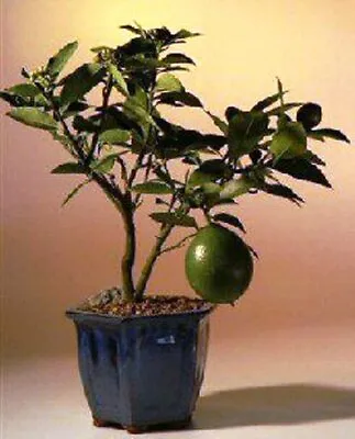 Flowering Lemon Live Bonsai Tree Indoor 8 Years Old • $145
