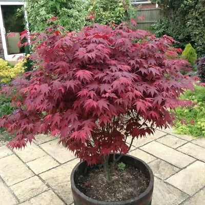 Japanese Purple Maple Tree In 9cm Pot Acer Palmatum Atropurpureum Plant • £13.99