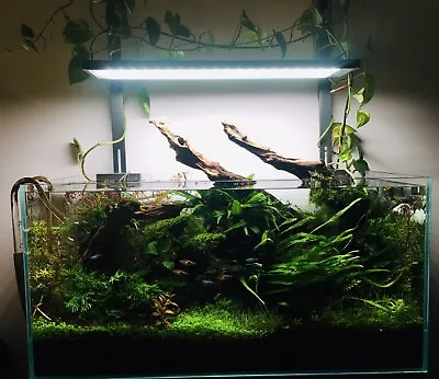 $6.75 • Buy Live Aquarium Plant: Christmas Moss (Xmas Moss) - Ideal For Shrimp Fish Tank