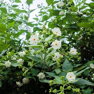 Nyctanthes Arbor Tristis 10 Seeds Fragrant Night Jasmine Shrub Or Small Tree • £3.16