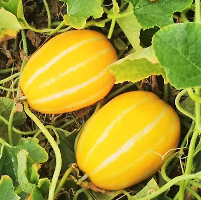 Early Silver Line Korean Melon Seeds | Chamoe Cantaloupe Seed 2024 Fast Shipping • $3.95