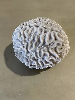 $45.25 • Buy Natural Brain Sea Corral - Dried Fossil From The Caribbean 3 1/2” Wide X 3” Tall