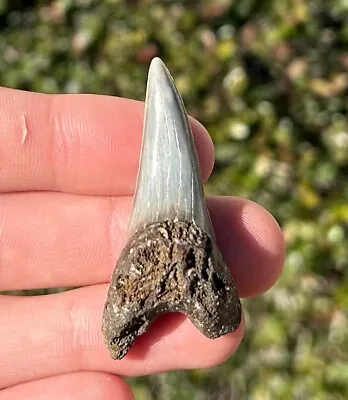 BIG Belgium Fossil Mako Sharks Tooth 1.9” Isurus Desori Pliocene Shark Teeth • $19.99