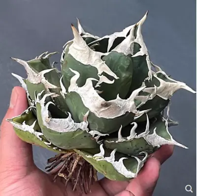 3-4cm Cactus Succulent Plant Agave Titanota Sad Home Garden Plant • $70.39