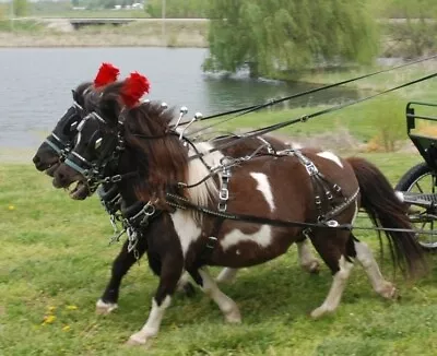 TEAM Mini - Pony  DIAMOND Parade Harness- For 2 Horses • $1900