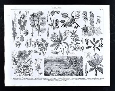 1874 Bilder Botanical Print - Magnolia Victoria Regia Lilly Pads Peony Hellebore • £11.57