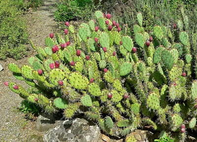 £10.79 • Buy Mediterranean Prickly Pear Cactus - Opuntia Ficus-indica One Pad 