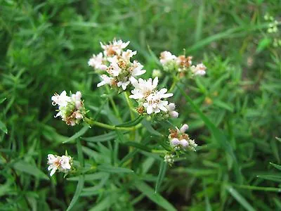 Mint MOUNTAIN MINT WILD Herb Shade/sun 300 Seeds GroCo* BUY ANY 10- SHIPS FREE • $0.99