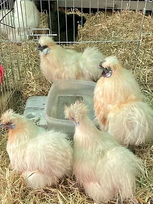 6 Miniature Pure CITRON Silkie Hatching Eggs • £22