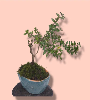 £15 • Buy Bonsai Lonicera Nitida  DUCHESS  Shohin Including Pot And Natural Stone Stand 
