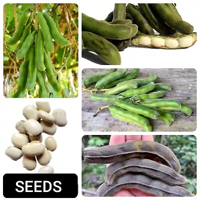 Organic Velvet Bean Konch Beej White Kaunch Seeds Mucuna Pruriens Ceylon New • $5.90