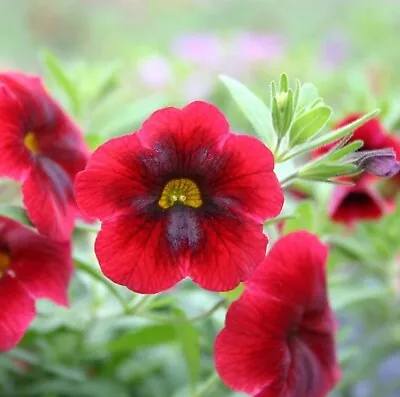 Calibrachoa Plug Plants Million Bells Deep Rose-red Petunia Flowers Pack Of 3 • £8.99