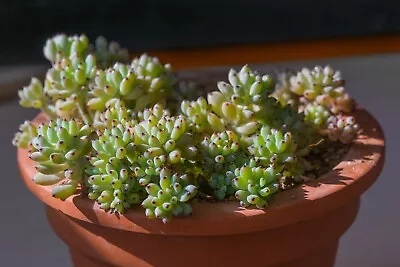 Graptopetalum Pachyphyllum - Dense Rosette Succulent Blue-Green Leaves • $12.90