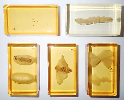Silk Moth Life Cycle Box Set In 5 Amber Clear Rectangular Block Teaching Aid • $24