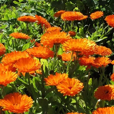 Pot Marigold 'Orange King' / Calendula Officinalis / Hardy / 300 Seeds • £1.49