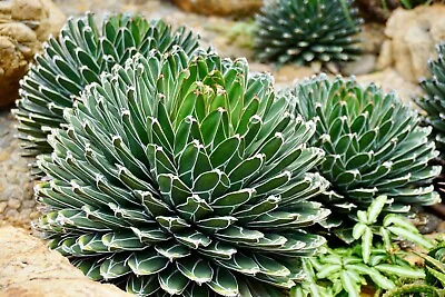 Agave Victoriae - Reginae  (Queen Victoria Agave  Or  Royal Agave ) • $38.90