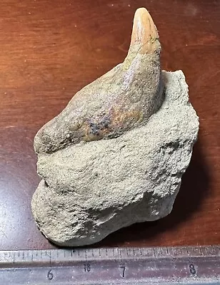 Rare Undescribed Ceta.cean Tooth Miocene Mammal  Sharktooth Hill California • $69