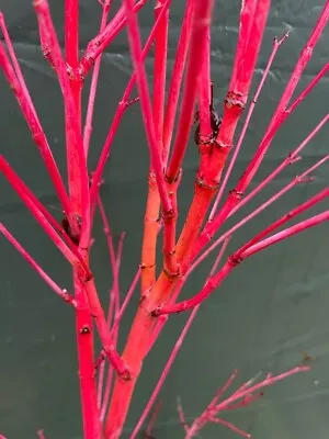 PRE-ORDER Acer Palmatum Senkaki / Sango Kaku Grafted Japanese Maple Tree • £9.75