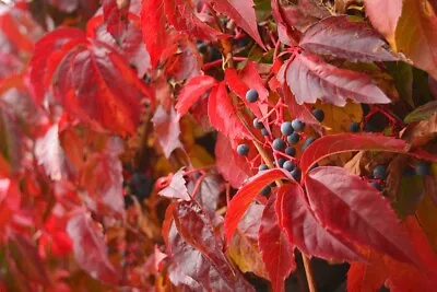 Virginia Creeper (Parthenocissus Quinquefolia) 20 Seeds • $3.25