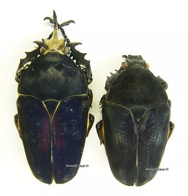 Unmounted Beetle/Cetoniidae - Mecynorrhina Torquata Ugandensis BLUE PAIR 6 • $51.49