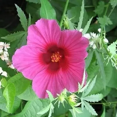 10 KENAF HIBISCUS Cannabinus Red Flower Seeds *Flat S/H • £2.41