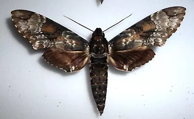 Sphingidae : Manduca Florestan Male Melanic !!! (french Guyana) Mounted/pinned • $650