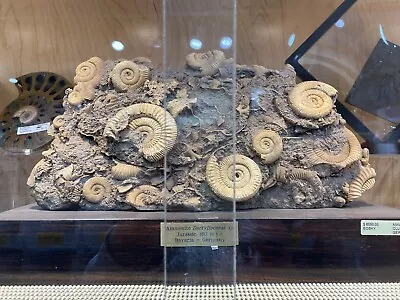 Dactylioceras Ammonite Display Dinosaur Fossil Home Decor Jurassic • $4750