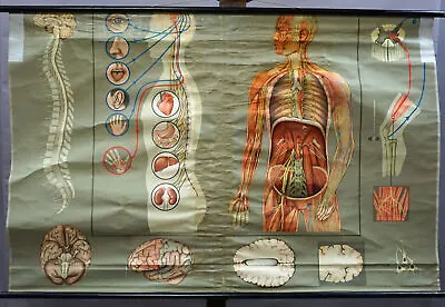 Vintage Medical Wall Chart Rollable Poster Human Body Brain • $215.99