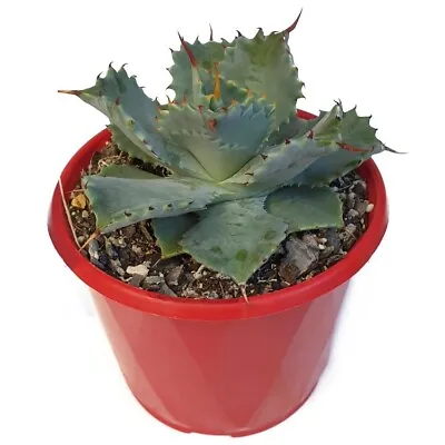 Agave Isthmensis Dwarf Butterfly Agave • $36.45