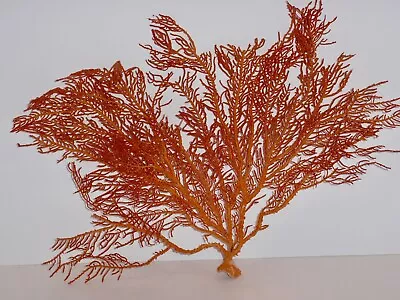 Sea Fan Coral/Orange Natural Real Piece 13 X18  • $38