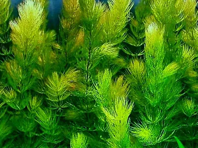 £5.95 • Buy 10 X Hornwort , Ceratophyllum Demersum  Oxygenating Aquatic Plant.