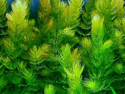 £5.95 • Buy 10 X Hornwort , Ceratophyllum Demersum  Oxygenating Aquatic Plant.