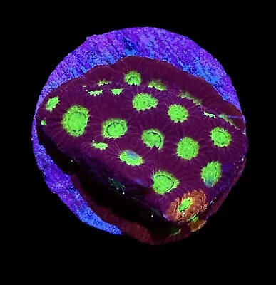 XL 1.5” Grafted Mighty Max Favia Coral Frag  - WYSIWYG -CHECK OUT OUR EBAY STORE • $29.99