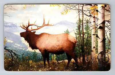 Animals -American Wapiti Or Elk Antique Vintage Souvenir Postcard • $7.99