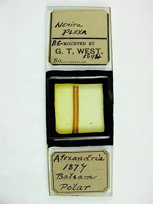 Antique Microscope Slide By George West. Palate Of Nerita Plexa. Alexandria 1879 • $6.22