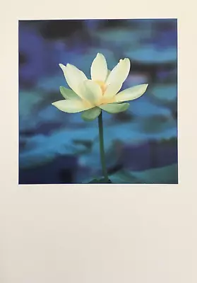 Marcel Schurman- Sympathy- Lotus Blossom • $3.95