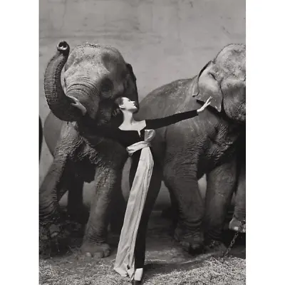$392.51 • Buy Richard Avedon - Dovima With Elephants, Paris 1955