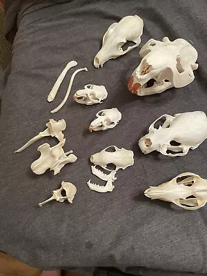 Nice Lot Of Skulls Otter Muskrats Skunk Opossum Fox Beaver .Otter Coon Baculum • $85