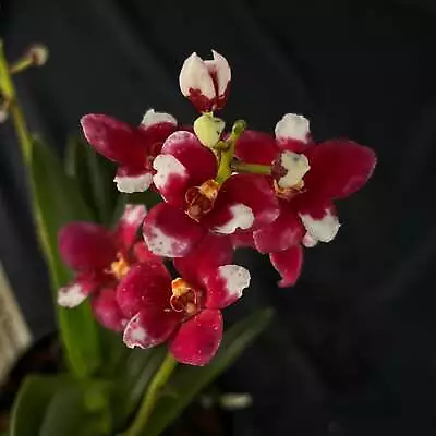 Flowered Select Sarcochilus SP23/153 • $85