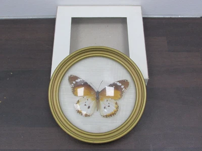 £7.50 • Buy Taxidermy Butterfly Plain Tiger Danaus Chrysippus Alcippus Frame Lepidopterology
