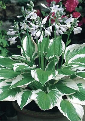 Hosta “fortunei Patriot” Plant - Perennial- Garden Ready - Lot 3 • £8.50