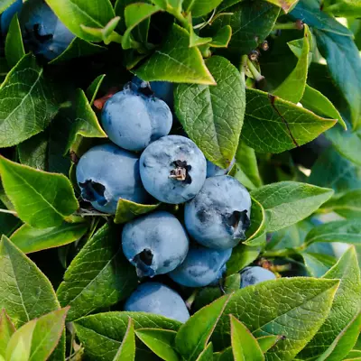 Blueberry Vaccinium 'Chandler' Deciduous Hardy Bushy Fruit Shrub | 9cm Pots • £8.99