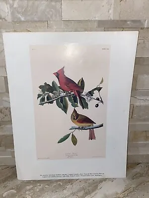 $9 • Buy Cardinal Grosbeak Print 11 X 14 Artist John James Audubon 1785-1851 