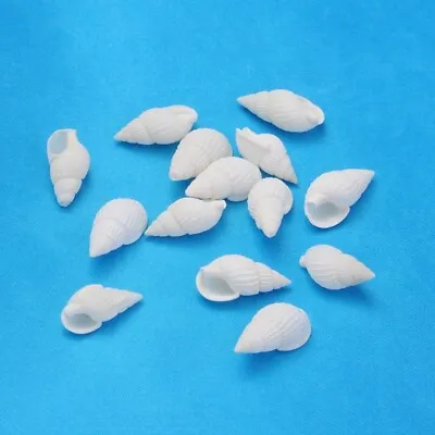 80 Trumpet Beach Shells Home Decor  Seashells Wedding Craft Aquarium 19-25mm 50g • £4.99