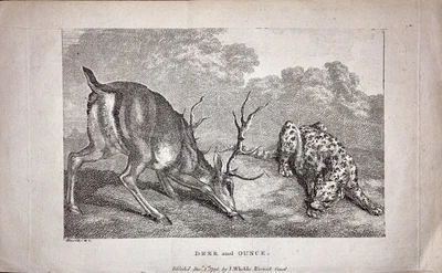 £6 • Buy Antique C18th Animal Etching By Samuel Howitt - Deer & Ounce 1796