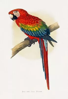 Vintage Colourful Red And Blue Macaw - Wall Art Bird Poster Print Picture • £8.50