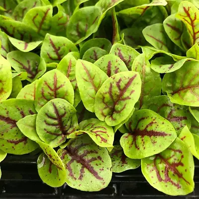 £1.19 • Buy Sorrel Red Lava 1 Gram ~ Approx 1360  Seeds 