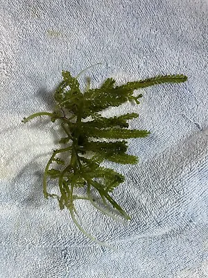 Caulerpa Racemosa Cylindracea Very Uncommon Macro Algae - Fast Growing! • £9