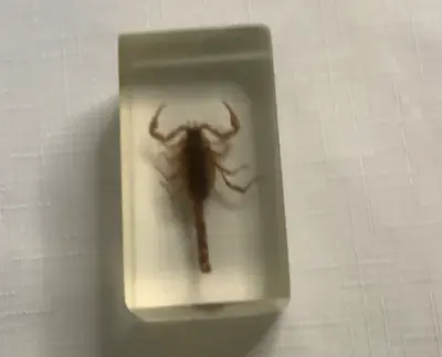 VTG Real Scorpion Insects Bug In Acrylic Resin Entomology Halloween Prank M • $12